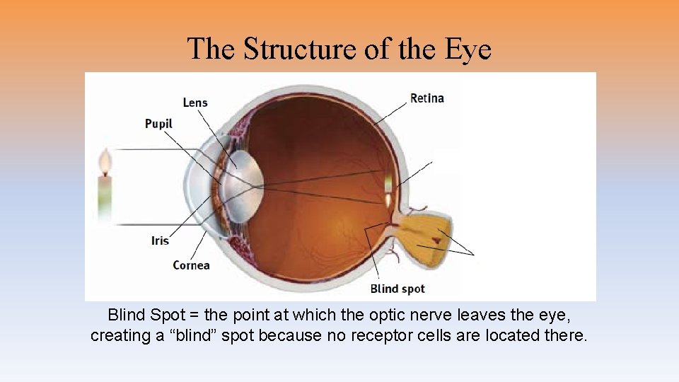 The Structure of the Eye Blind Spot = the point at which the optic