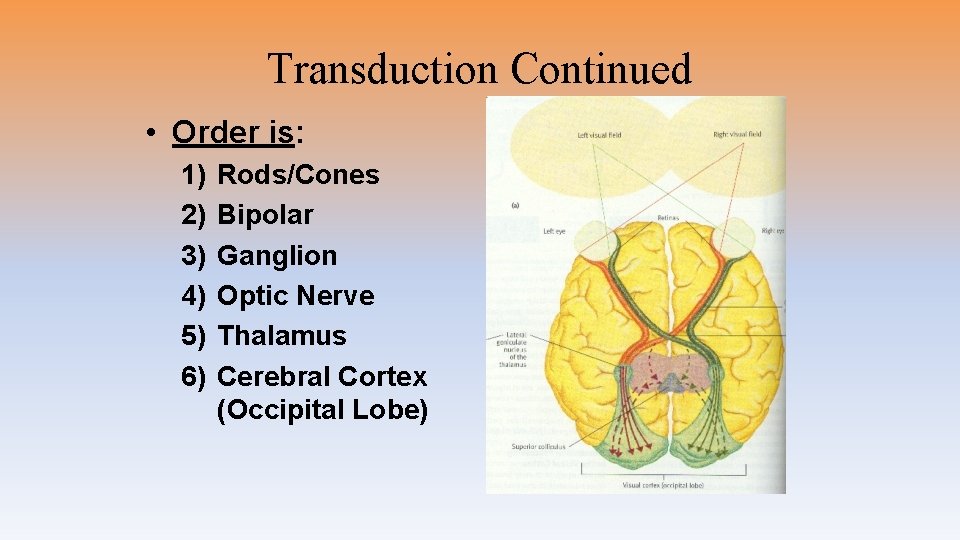 Transduction Continued • Order is: 1) 2) 3) 4) 5) 6) Rods/Cones Bipolar Ganglion