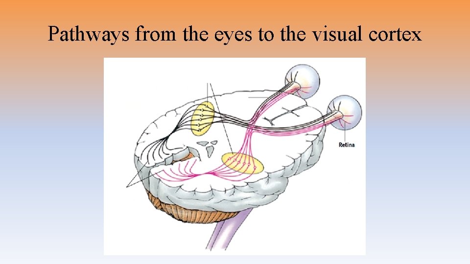 Pathways from the eyes to the visual cortex 