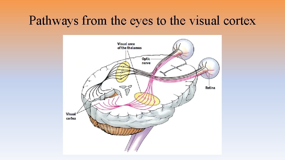 Pathways from the eyes to the visual cortex 
