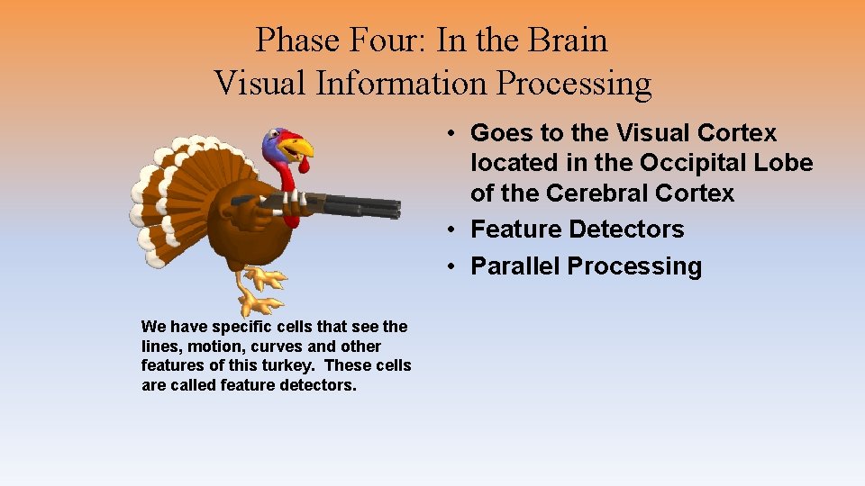 Phase Four: In the Brain Visual Information Processing • Goes to the Visual Cortex