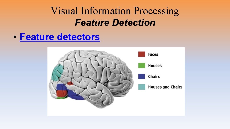 Visual Information Processing Feature Detection • Feature detectors 