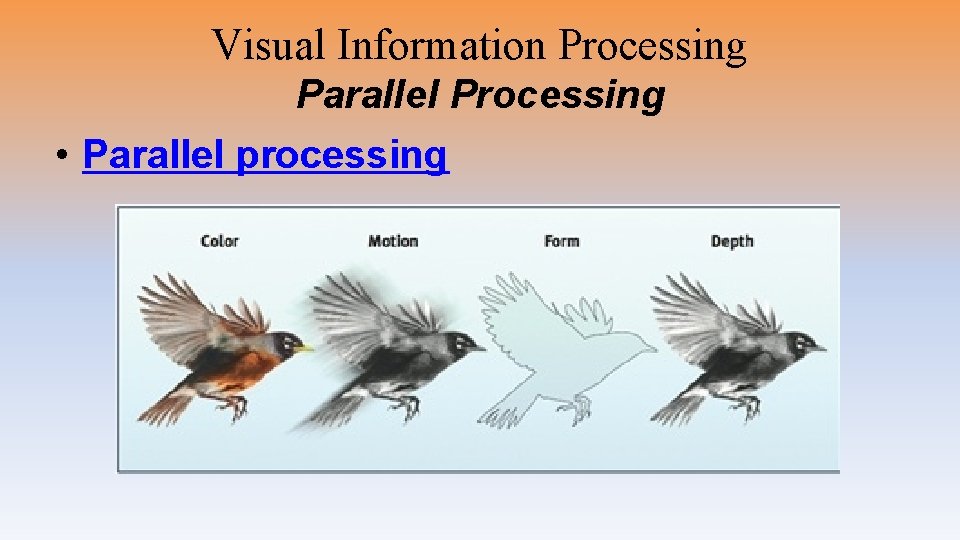 Visual Information Processing Parallel Processing • Parallel processing 