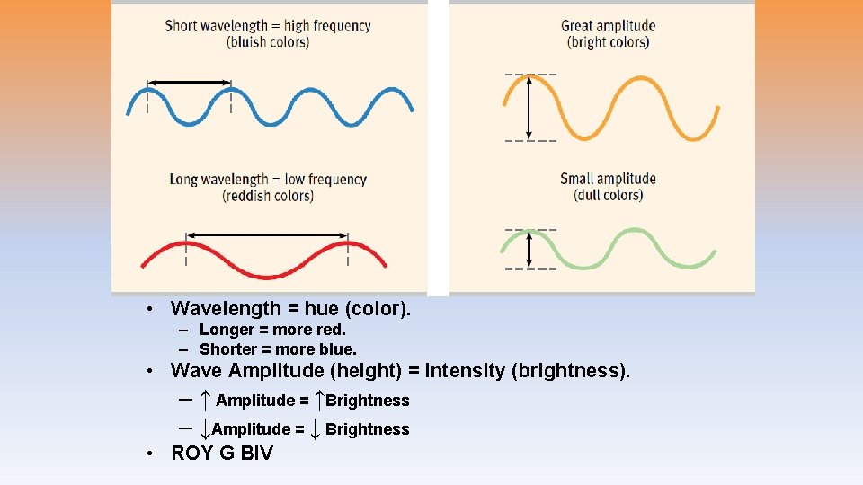 Phase One: Gathering Light • Wavelength = hue (color). – Longer = more red.