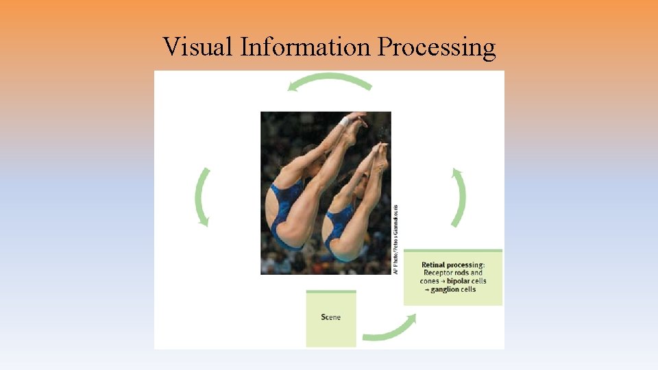 Visual Information Processing 