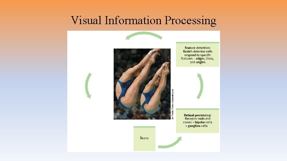 Visual Information Processing 