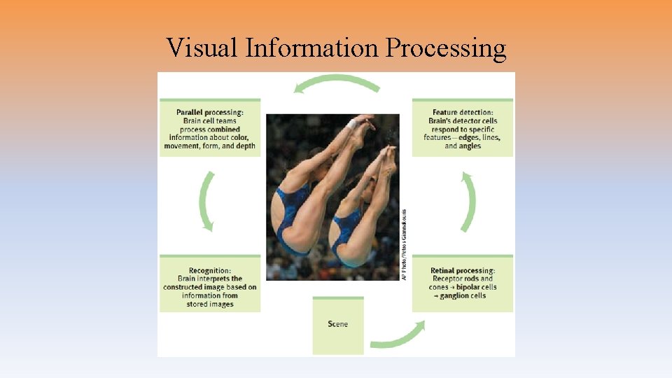 Visual Information Processing 