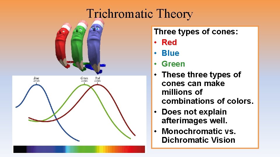 Trichromatic Theory Three types of cones: • Red • Blue • Green • These