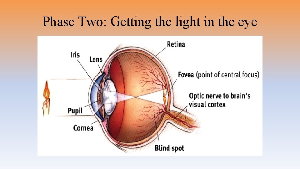 Phase Two: Getting the light in the eye 