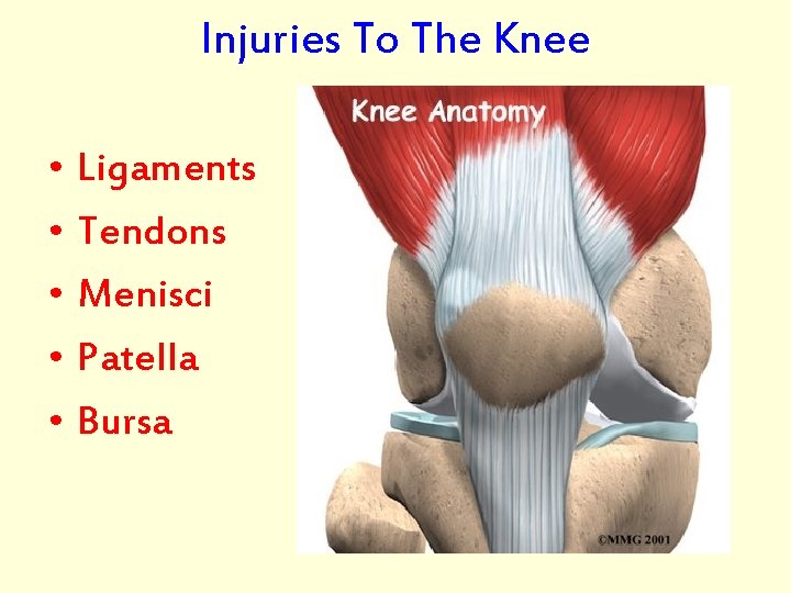 Injuries To The Knee • Ligaments • Tendons • Menisci • Patella • Bursa