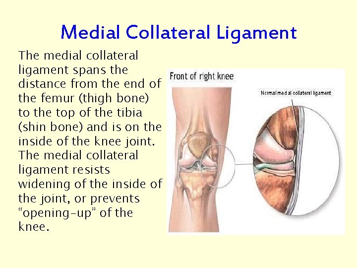 Medial Collateral Ligament The medial collateral ligament spans the distance from the end of