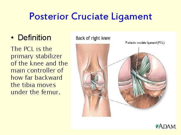 Posterior Cruciate Ligament • Definition The PCL is the primary stabilizer of the knee