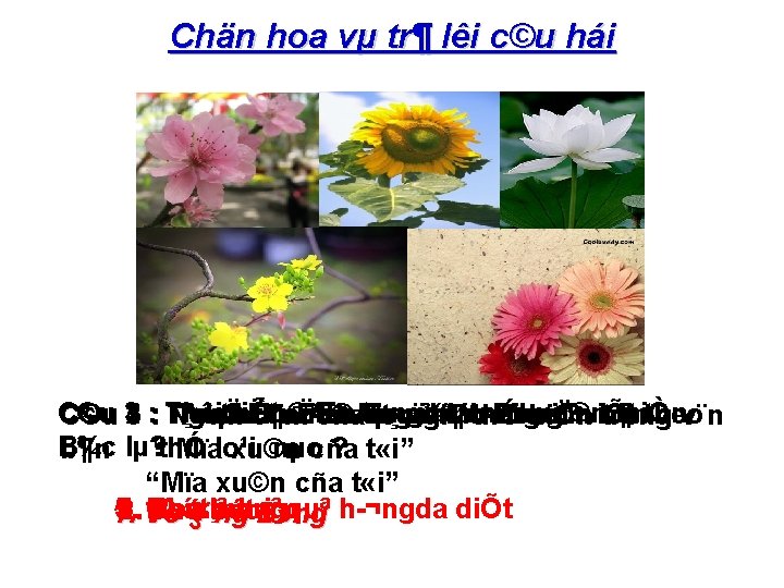 Chän hoa vµ tr¶ lêi c©u hái C©u tiÕt ®Æc tr ng cña mïa