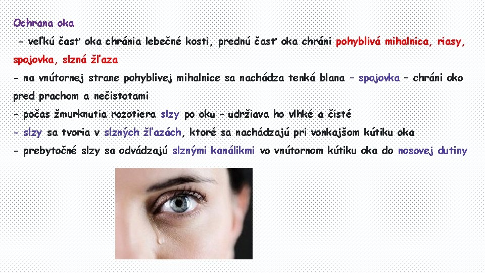 Ochrana oka - veľkú časť oka chránia lebečné kosti, prednú časť oka chráni pohyblivá