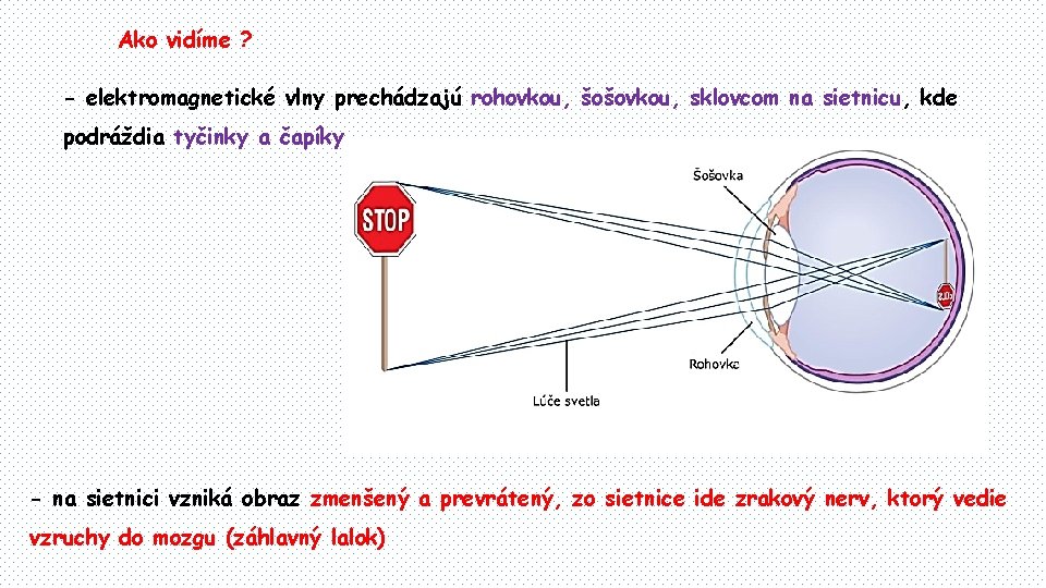 Ako vidíme ? - elektromagnetické vlny prechádzajú rohovkou, šošovkou, sklovcom na sietnicu, kde podráždia