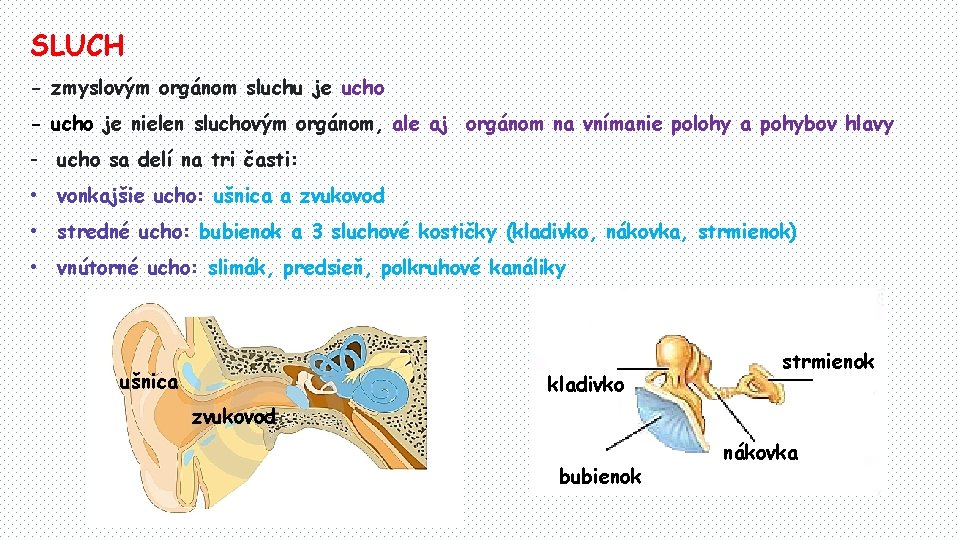 SLUCH - zmyslovým orgánom sluchu je ucho - ucho je nielen sluchovým orgánom, ale