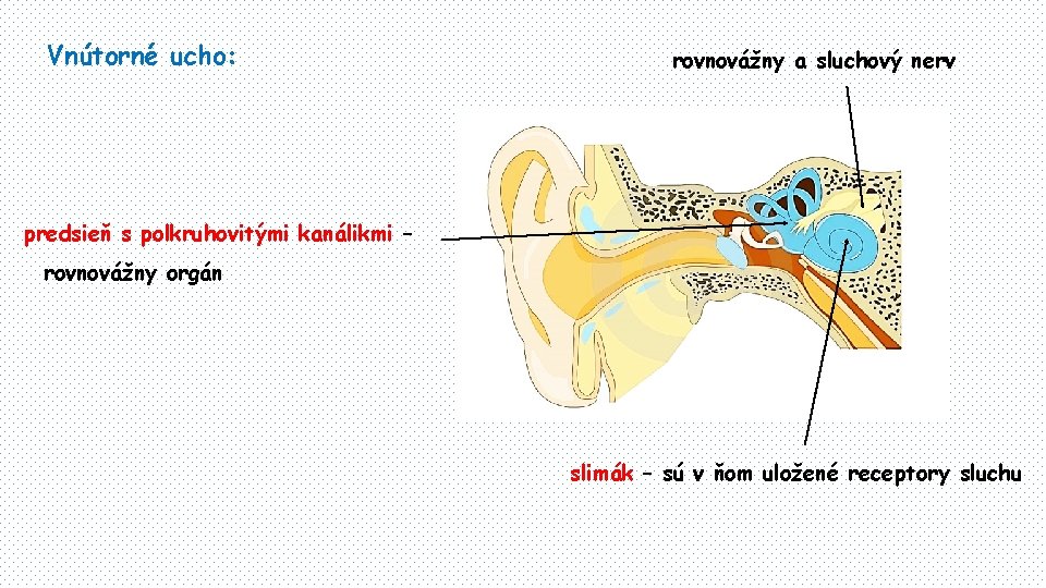 Vnútorné ucho: rovnovážny a sluchový nerv predsieň s polkruhovitými kanálikmi – rovnovážny orgán slimák
