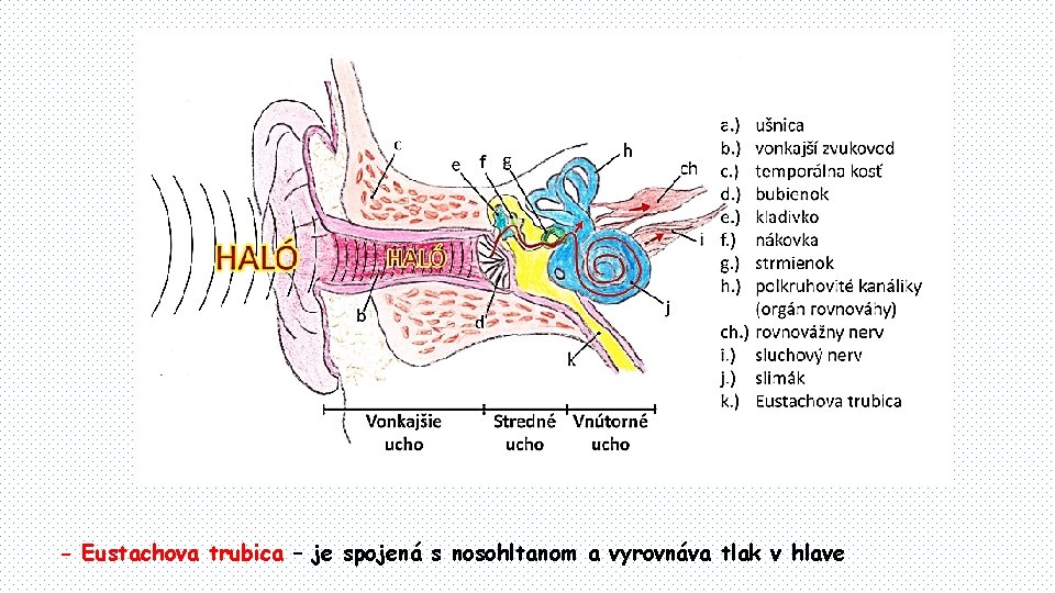 - Eustachova trubica – je spojená s nosohltanom a vyrovnáva tlak v hlave 