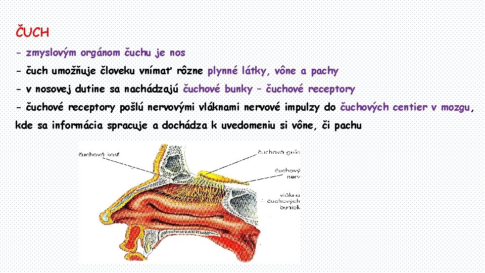 ČUCH - zmyslovým orgánom čuchu je nos - čuch umožňuje človeku vnímať rôzne plynné