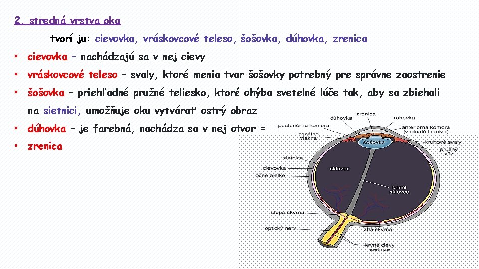 2. stredná vrstva oka tvorí ju: cievovka, vráskovcové teleso, šošovka, dúhovka, zrenica • cievovka