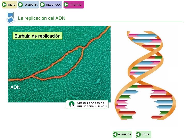 INICIO ESQUEMA RECURSOS INTERNET La replicación del ADN Burbuja de replicación ADN VER EL