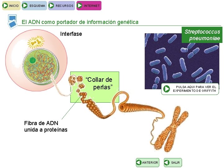 INICIO ESQUEMA RECURSOS INTERNET El ADN como portador de información genética Streptococcus pneumoniae Interfase