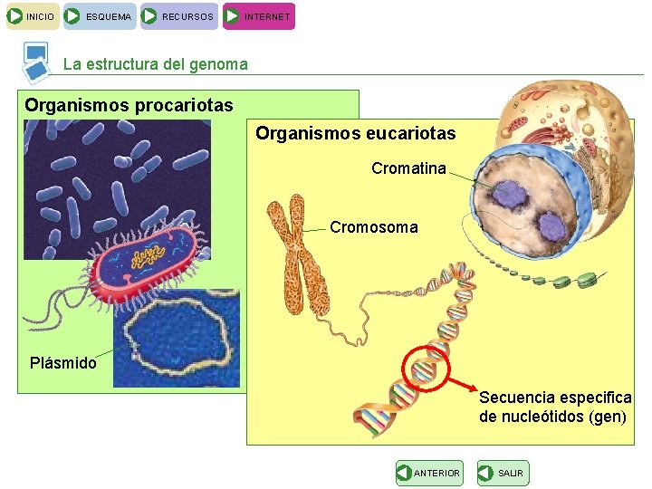 INICIO ESQUEMA RECURSOS INTERNET La estructura del genoma Organismos procariotas Organismos eucariotas Cromatina Cromosoma