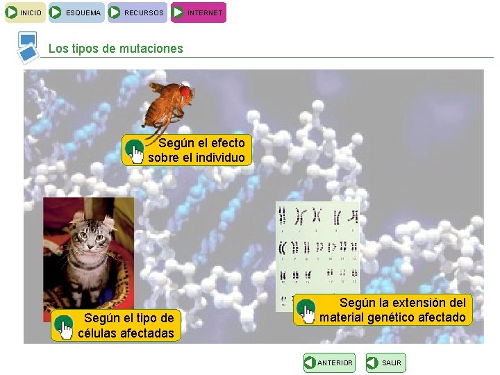 INICIO ESQUEMA RECURSOS INTERNET Los tipos de mutaciones Según el efecto sobre el individuo