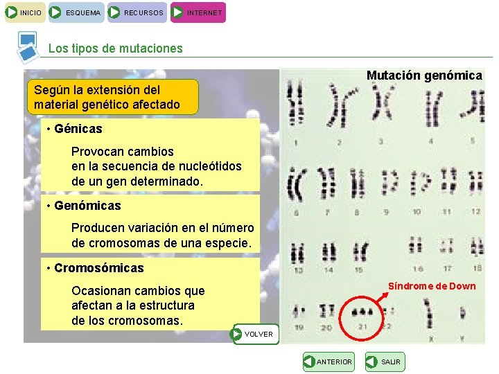 INICIO ESQUEMA RECURSOS INTERNET Los tipos de mutaciones Mutación genómica Según la extensión del