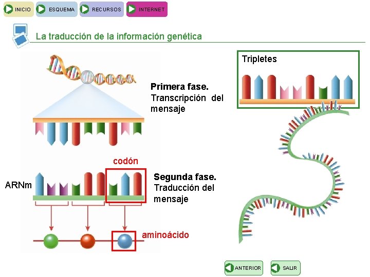 INICIO ESQUEMA RECURSOS INTERNET La traducción de la información genética Tripletes Primera fase. Transcripción