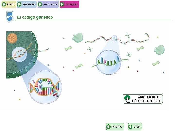 INICIO ESQUEMA RECURSOS INTERNET El código genético VER QUÉ ES EL CÓDIGO GENÉTICO ANTERIOR