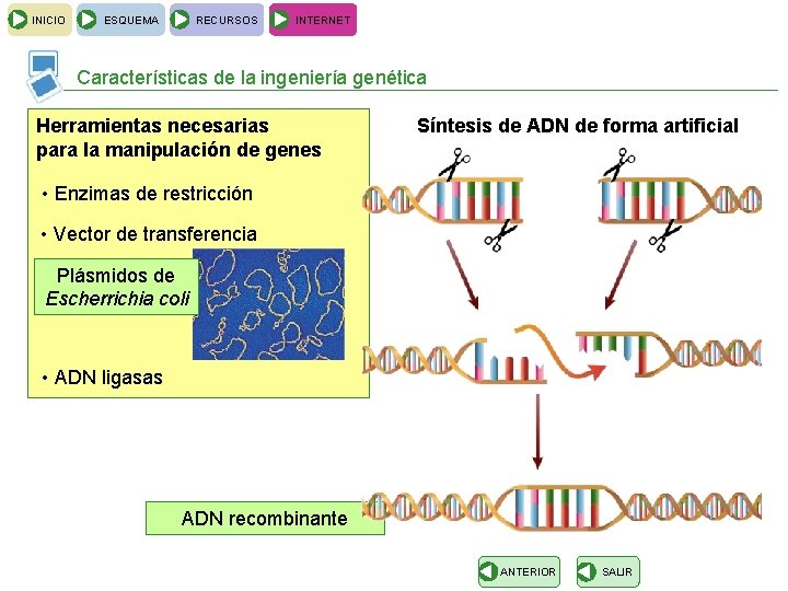 INICIO ESQUEMA RECURSOS INTERNET Características de la ingeniería genética Herramientas necesarias para la manipulación