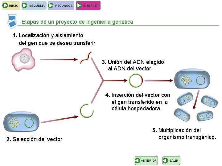 INICIO ESQUEMA RECURSOS INTERNET Etapas de un proyecto de ingeniería genética 1. Localización y