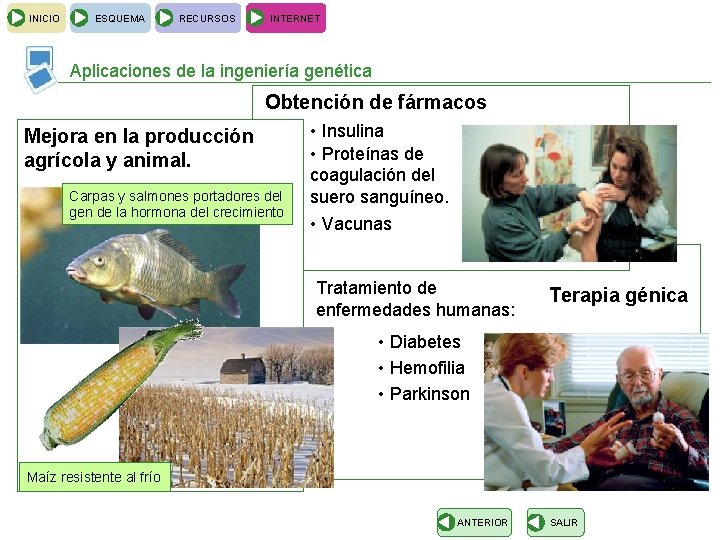 INICIO ESQUEMA RECURSOS INTERNET Aplicaciones de la ingeniería genética Obtención de fármacos Mejora en