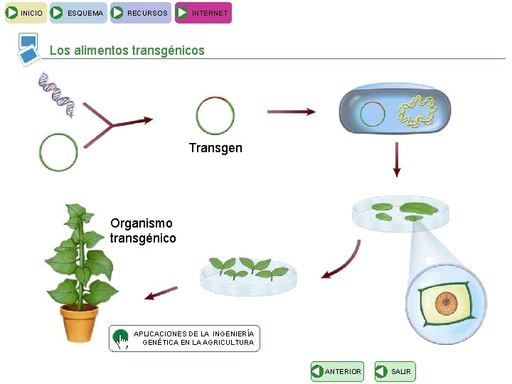 INICIO ESQUEMA RECURSOS INTERNET Los alimentos transgénicos Transgen Organismo transgénico APLICACIONES DE LA INGENIERÍA