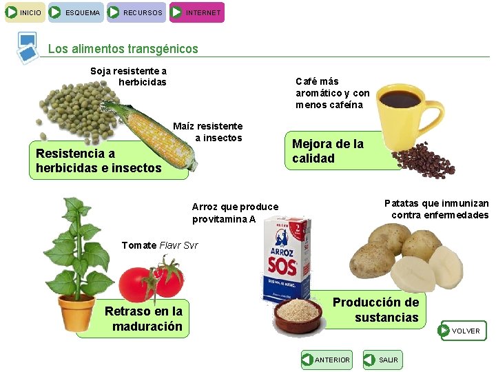 INICIO ESQUEMA RECURSOS INTERNET Los alimentos transgénicos Soja resistente a herbicidas Café más aromático