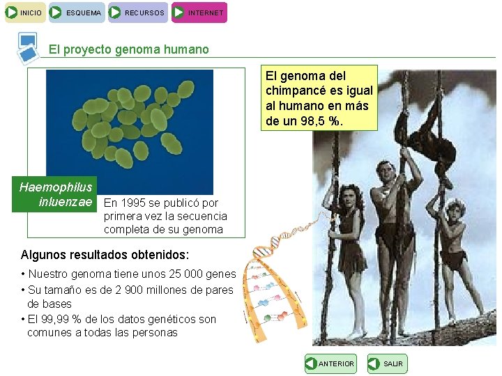 INICIO ESQUEMA RECURSOS INTERNET El proyecto genoma humano El genoma del chimpancé es igual