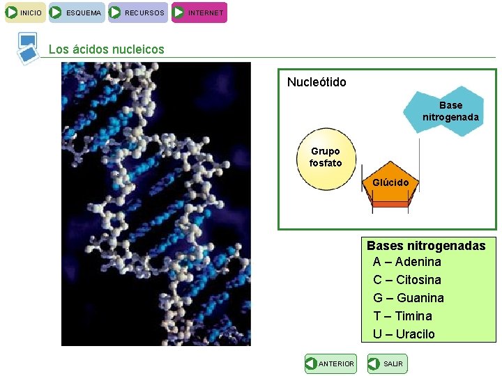 INICIO ESQUEMA RECURSOS INTERNET Los ácidos nucleicos T Nucleótido Base nitrogenada A Grupo fosfato