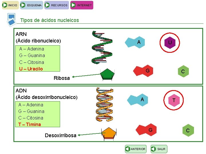 INICIO ESQUEMA RECURSOS INTERNET Tipos de ácidos nucleicos ARN (Ácido ribonucleico) A U A