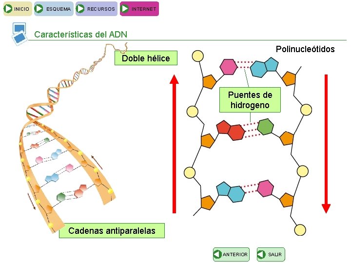 INICIO ESQUEMA RECURSOS INTERNET Características del ADN Polinucleótidos Doble hélice Puentes de hidrogeno Cadenas