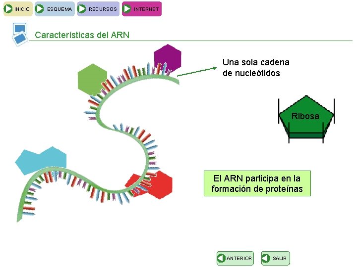 INICIO ESQUEMA RECURSOS INTERNET Características del ARN Una sola cadena de nucleótidos Ribosa El