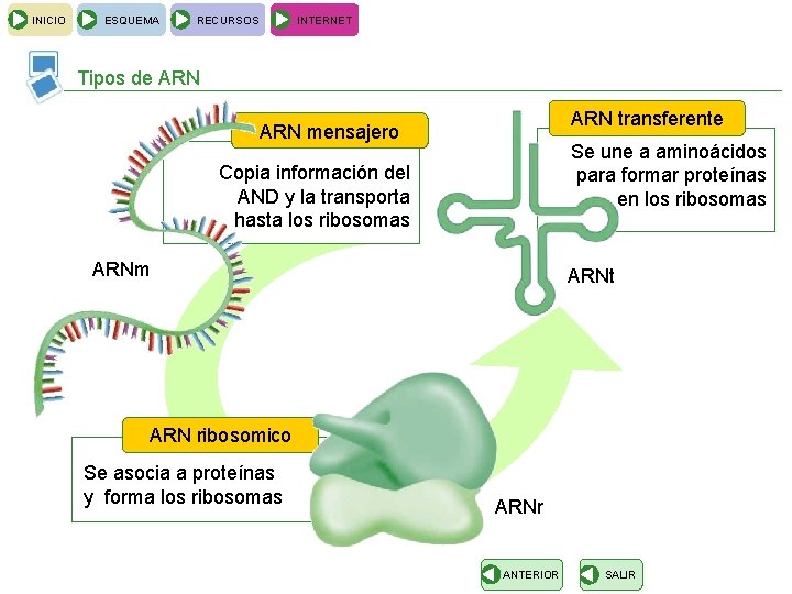 INICIO ESQUEMA RECURSOS INTERNET Tipos de ARN transferente ARN mensajero Se une a aminoácidos