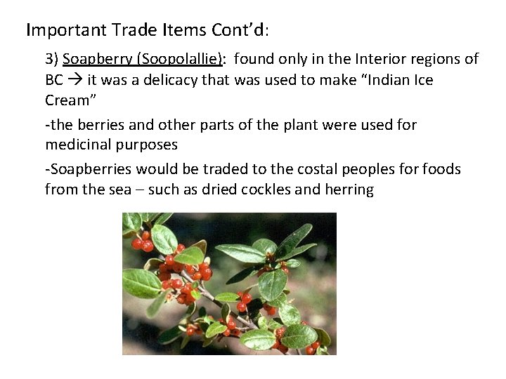 Important Trade Items Cont’d: 3) Soapberry (Soopolallie): found only in the Interior regions of