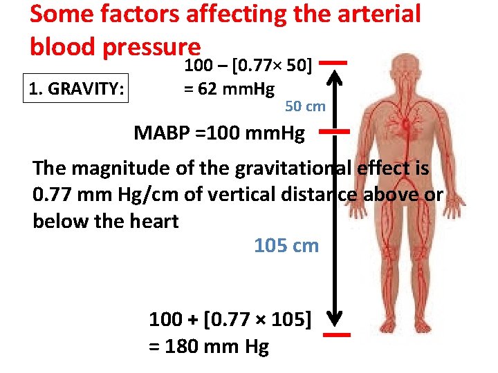 Some factors affecting the arterial blood pressure 1. GRAVITY: 100 – [0. 77× 50]