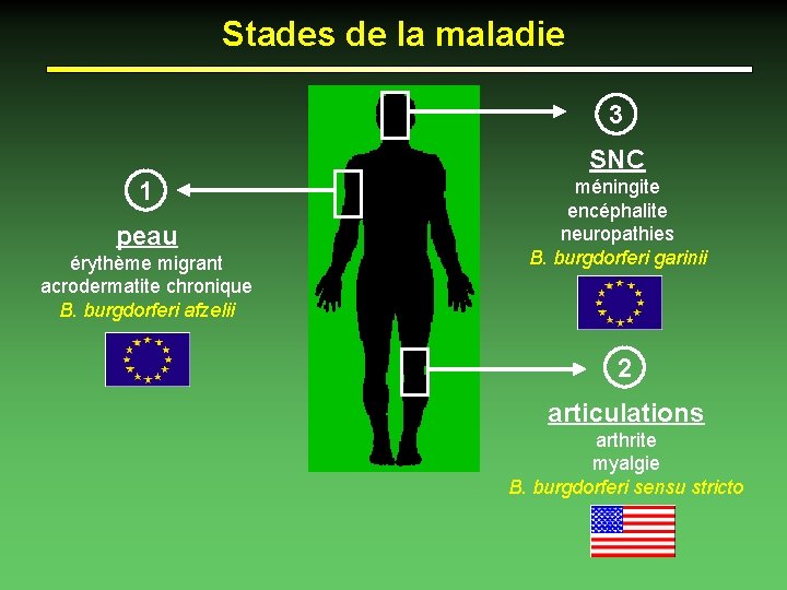Stades de la maladie 3 SNC 1 peau érythème migrant acrodermatite chronique B. burgdorferi