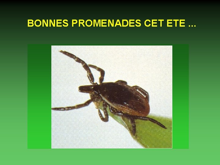 BONNES PROMENADES CET ETE. . . 