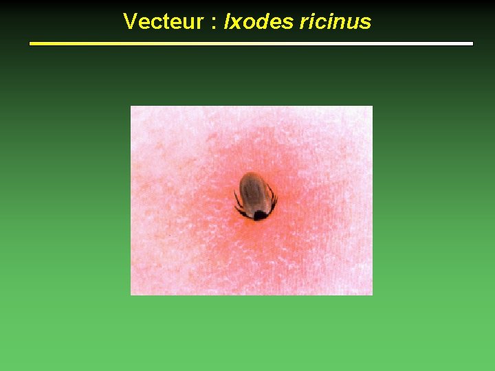 Vecteur : Ixodes ricinus 