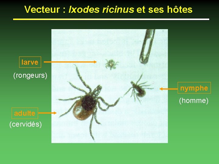 Vecteur : Ixodes ricinus et ses hôtes larve (rongeurs) nymphe (homme) adulte (cervidés) 