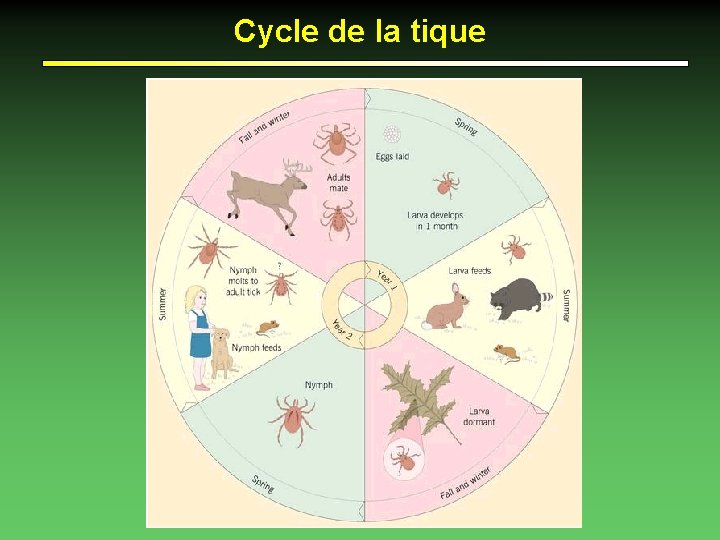 Cycle de la tique 