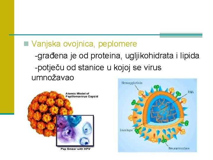 n Vanjska ovojnica, peplomere -građena je od proteina, ugljikohidrata i lipida -potječu od stanice